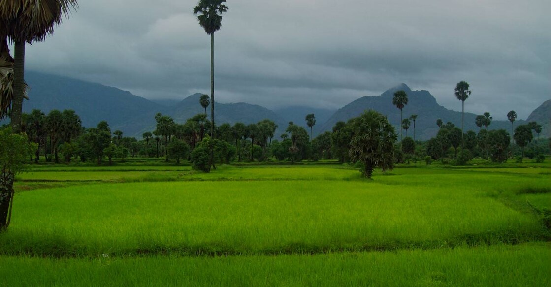 Paddy fields of Palakkad