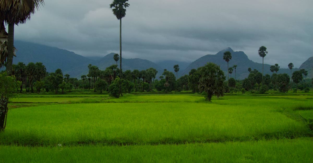 Paddy fields of Palakkad