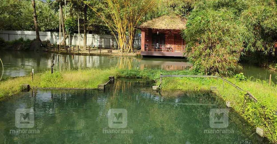 The Lakeview Farm Stay run by Jaison, who is involved in fish harvesting.