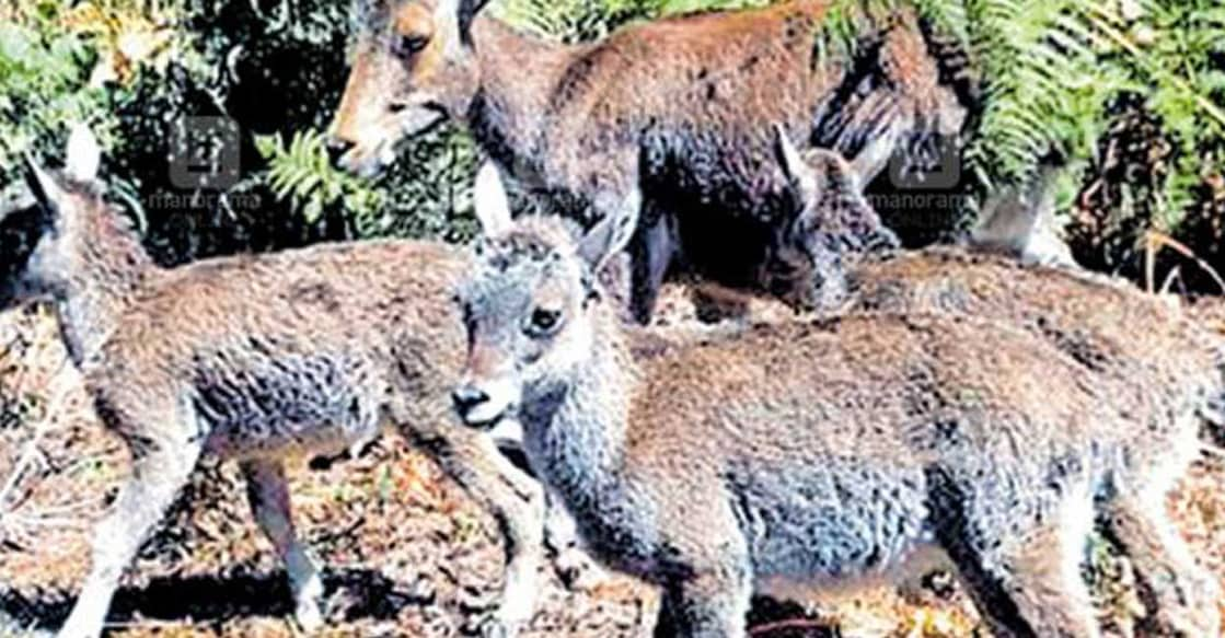 The authorities had observed the birth of three Nilgiri tahr fawns at Rajamala in Munnar. Photo: Manorama