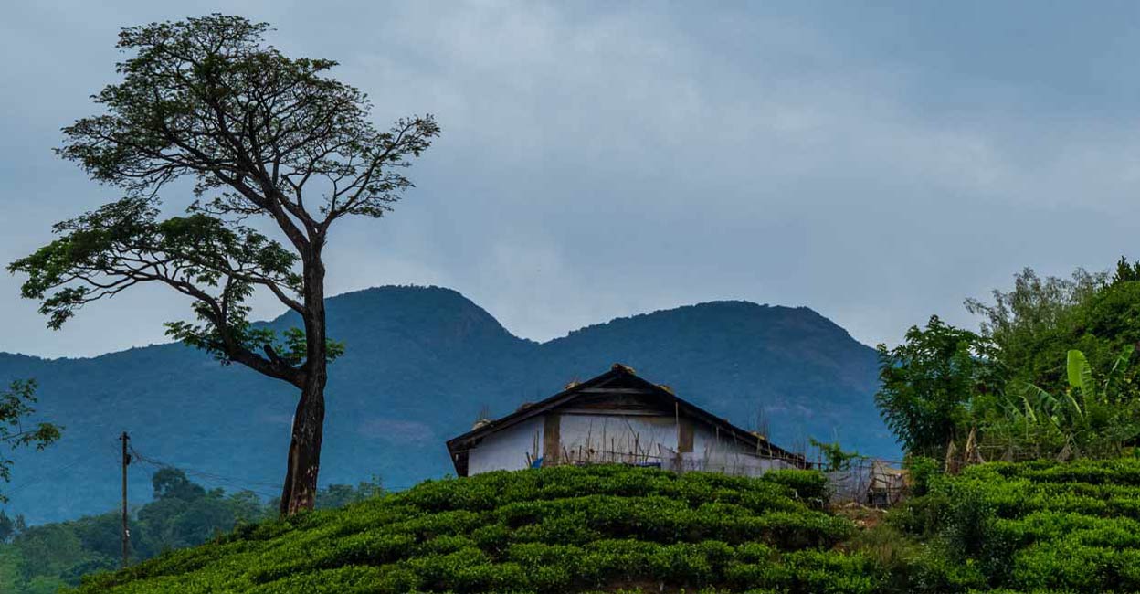 wayanad1 wayanad1