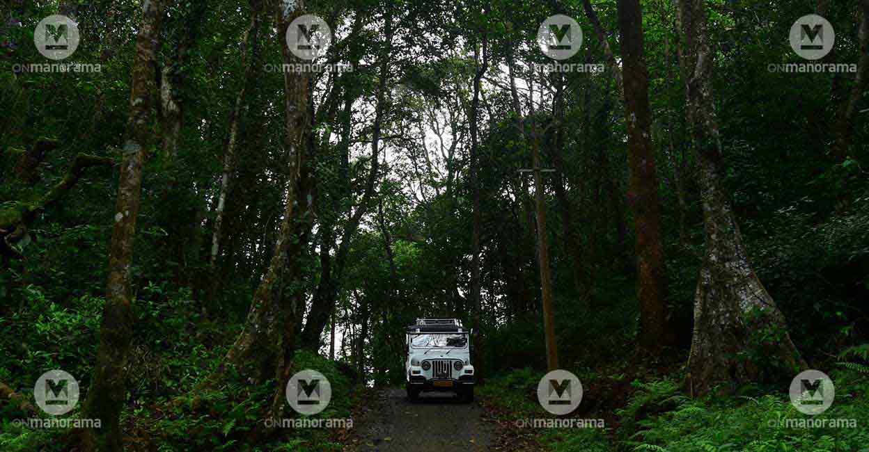 Road to Churuli, a  forest village in Wayanad. Photo: Jithin Joel Haarim
