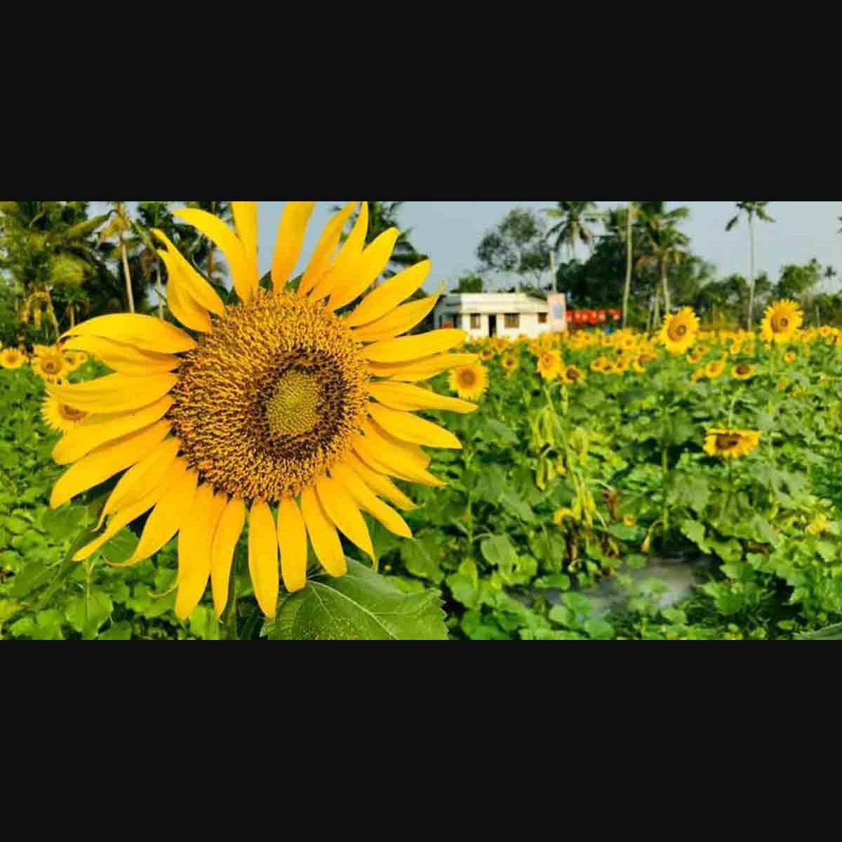 How To Grow Sunflower In The Philippines Best Flower Site