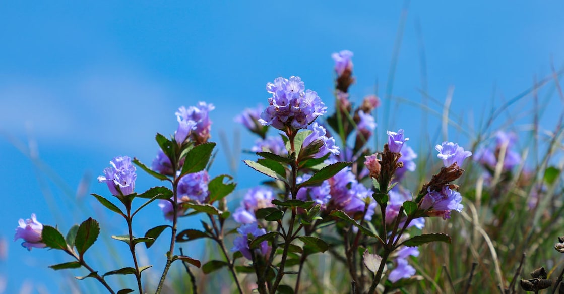 Neelakurinji Representational image