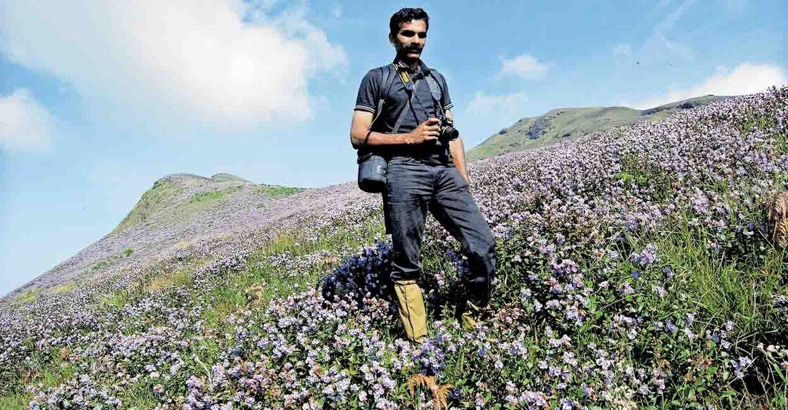 Neelakurinji