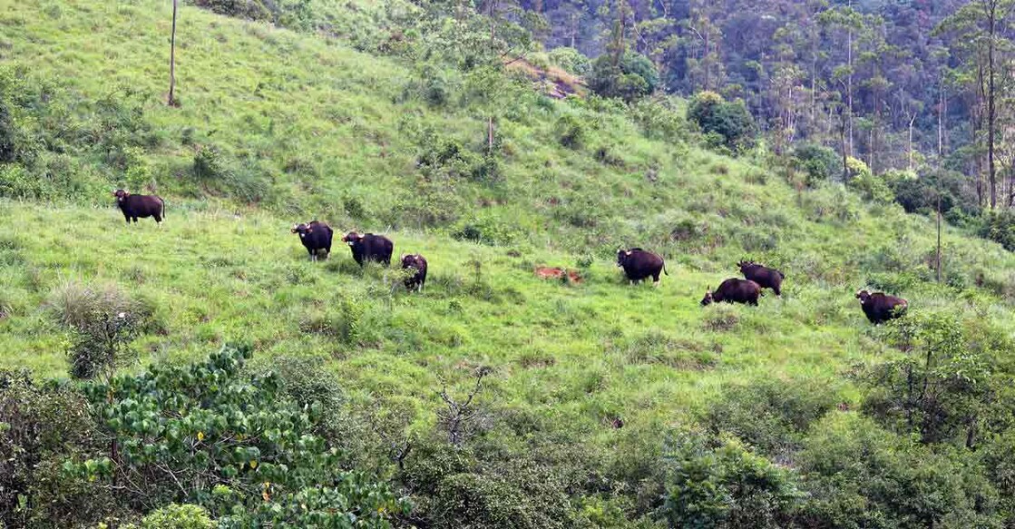 Dozens of bison troop down the hillside near Kochu Pamba, a little further from Kakki Dam. Photos: Binu Vazhamuttom