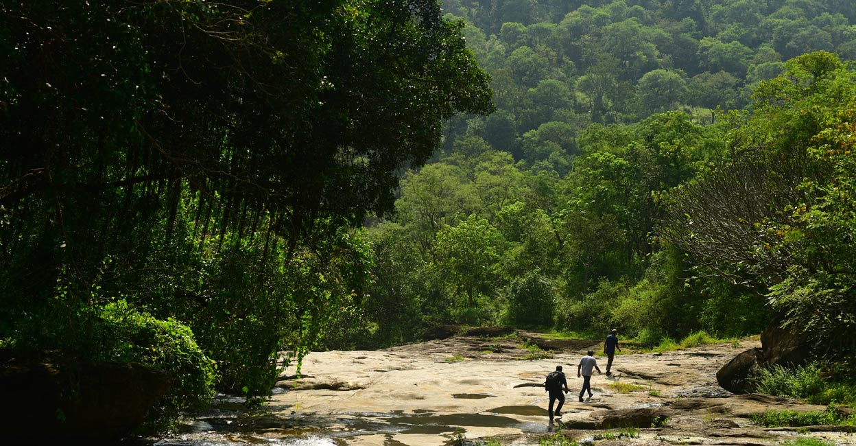 An eerie silence envelops the verdant forest that is dotted by steep climbs. Photo: Manorama/Reju Arnold