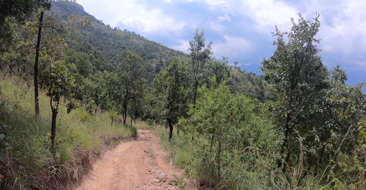 kanathalloor-trekking-trail If you love steep trekking, it is better to travel the 2km to the top on foot.