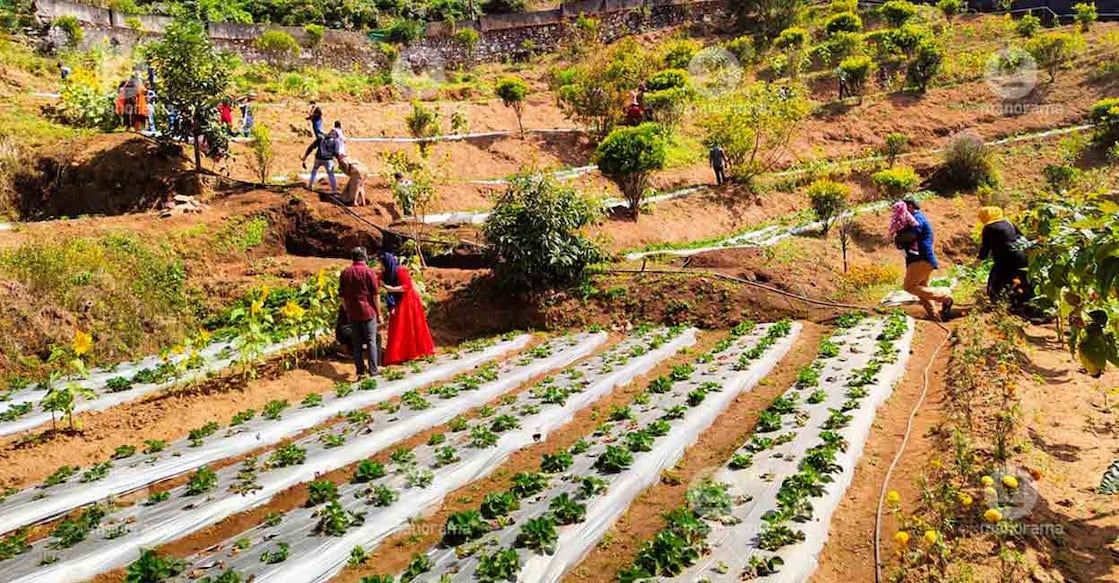 munnar-horticorp-strawberry