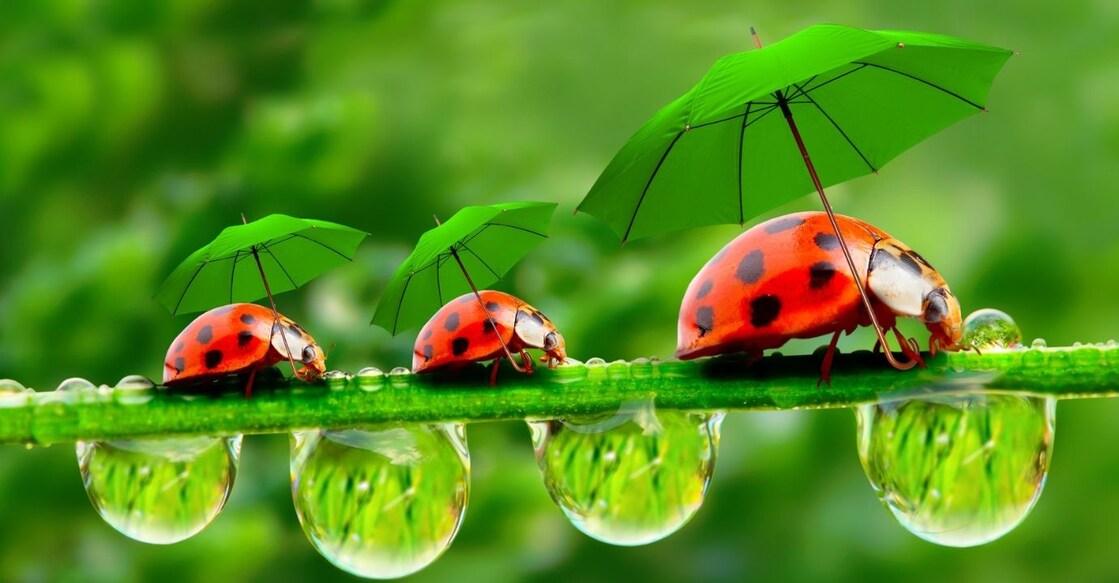 A few tips should be kept in mind while undertaking a monsoon trip. Photo: Shutterstock/kletr