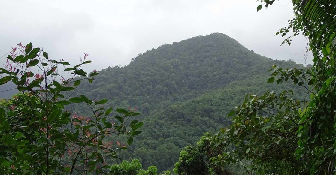 The Malom forest. Photo: Kerala Tourism