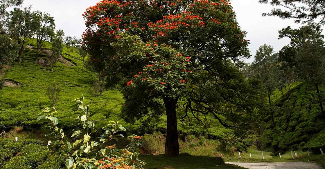 Marayur. Photo: Shutterstock/Manu M Nair