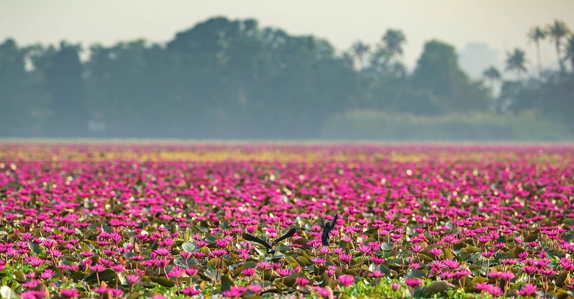 Photo: Shutterstock/ Dreame Walker