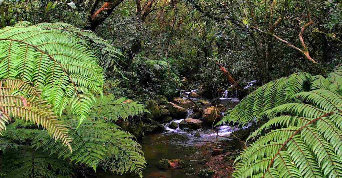 A short walk from the Kanthalloor market is a time travel to a distant past as it would take you to 19 crore years ago and the tree ferns near the Perumala Forest Office reflect a bygone era. Photo: Praveen Elayi