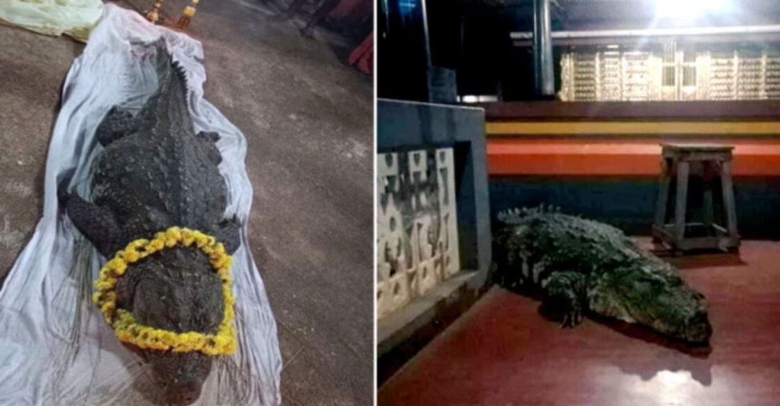 Babia's funeral (left) and while the crocodile was alive. Photo: X/TheLeapKandula