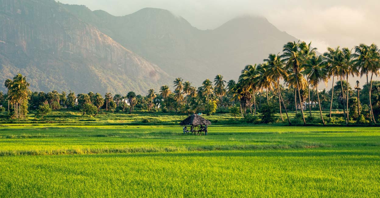 If you have two days, you can also club places like Kudilidam, Seetharkundu waterfalls, Thekkinchira, Chulliyar dam, Chinganchira Karuppaswamy nature temple, the renowned Chellappan Chettan’s tea shop, Vamala Bala Dhandayuthapani temple, Malampuzha dam, and Kava village alongside Kollengode.  Photo: Shutterstock/Thej92
