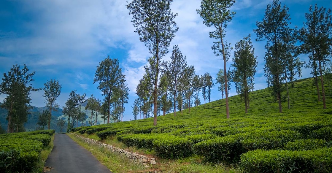 This season, consider planning a weekend getaway to the green haven of Wayanad that's one of the most beautiful places in God’s own country. Photo: Shutterstock/mahfoozcc
