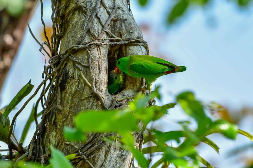The bird named Thathachinnan, spotted in Oottupara, moves around as a pair or in small groups comprising four or five birds and builds its nest in the hollows of trees. Photo: Praveen Kumar Alapra