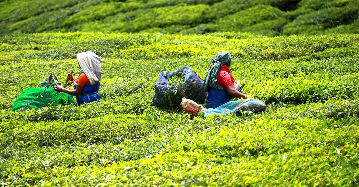 munnar-tea With the sun beating down on the plains with fiery intensity, many are heading to Idukki's destinations. Photo: Shutterstock/Curioso.Photography