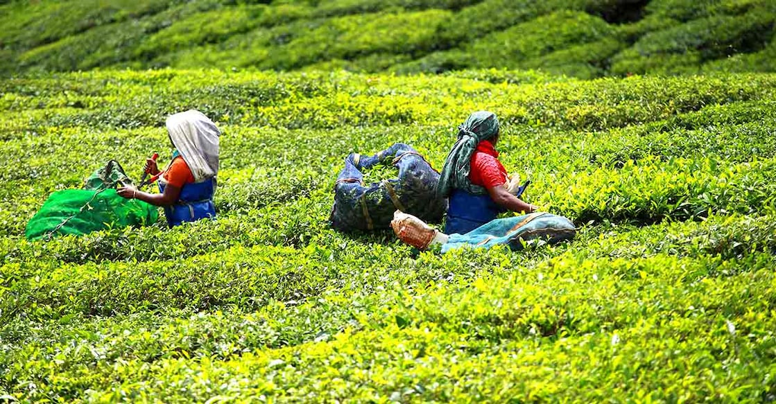 With the sun beating down on the plains with fiery intensity, many are heading to Idukki's destinations. Photo: Shutterstock/Curioso.Photography