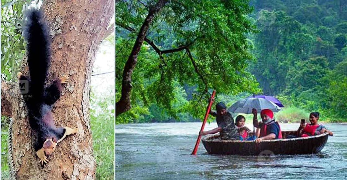 The Indian Giant Squirrel (Malayannan) (left) at the Adavi Eco Tourism Centre. Photo: Jimmy Kamballur/Manorama
