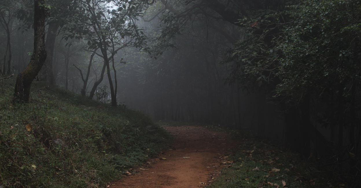1897460941 The journey through the heart of the thick jungle to Thirunelli would leave a lasting impression on the travellers. Photo: Shutterstock/Vr46abhi