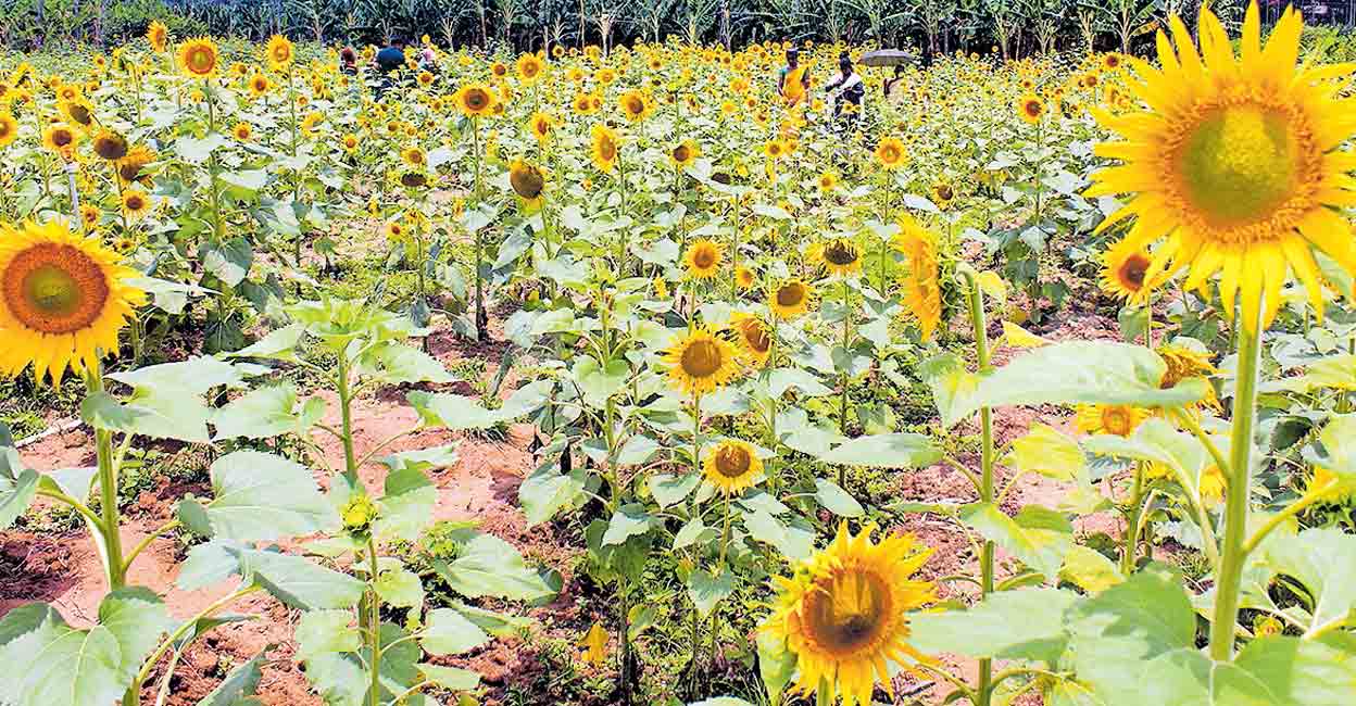 Farmers take to sunflower cultivation, make extra bucks from flocking