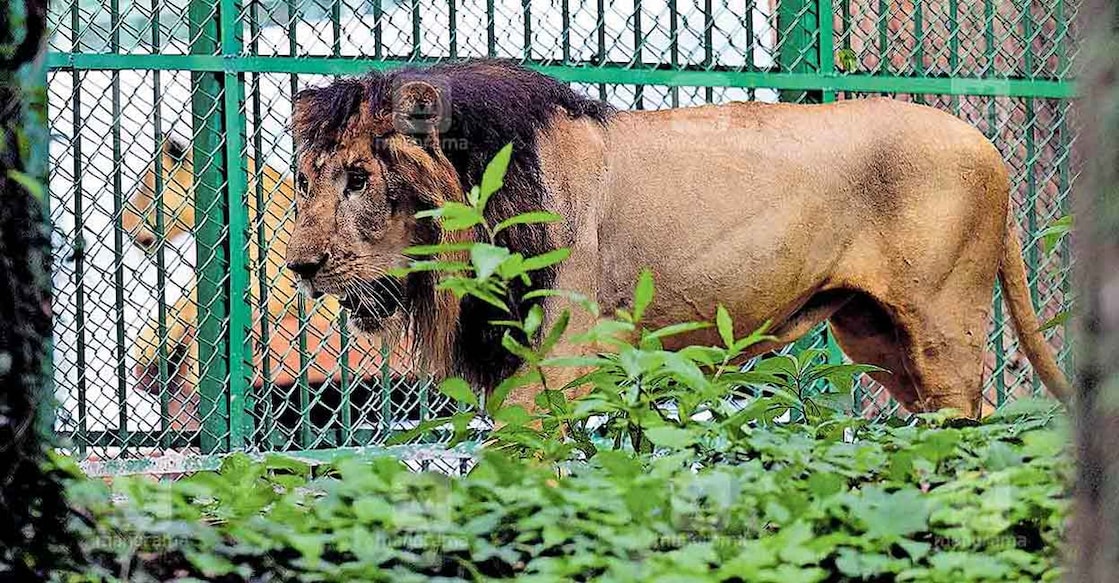 lion-in-trivandrum-zoo The two new lions in the open cage would offer a unique viewing experience for visitors, especially children, said minister Chinchurani. Photo: Sreelakshmi Sivadas
