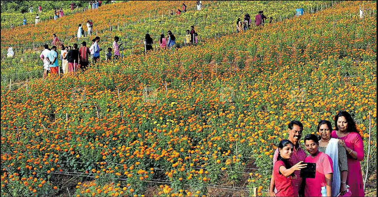 In total, flower cultivation took place on 17 acres of land spread over five panchayats in Nemom block this year. Photo: Manorama