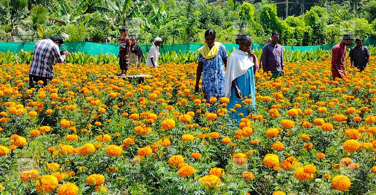 Eying Onam demand, more farmers in Wayanad opt for floriculture