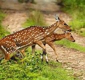 Wayanad tourism: Wildlife safari resumes at Muthanga and Tholppetti eco-tourism centres