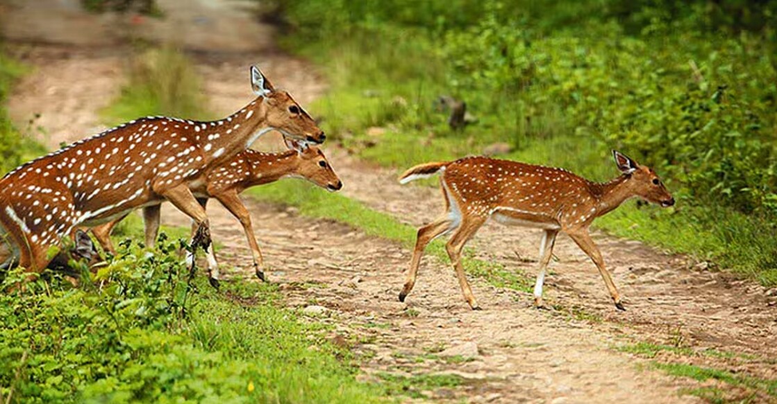 Tholpetty Wildlife Sanctuary is known for its rich biodiversity and is a popular destination for wildlife enthusiasts. Photo: Manorama