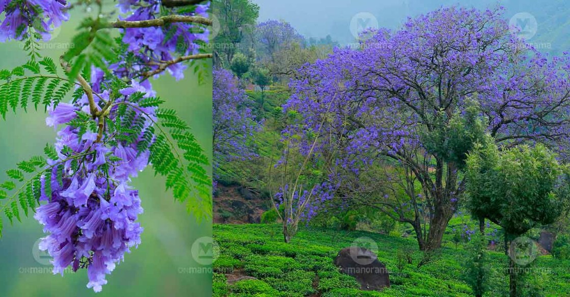 Jacaranda flowers can be spotted on the Munnar-Udumalpet State Highway. Photo: Vipin Vijayan/Onmanorama
