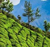 Stay in Munnar for just Rs 1 on March 27; promises night guides’ association