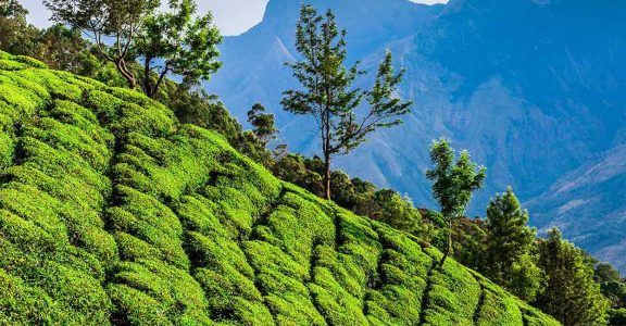 munnar trip package 2 days