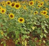 Sunflower bloom makes this farm in Kozhikode a popular spot for visitors