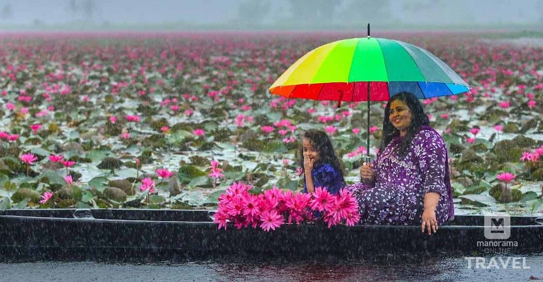 The water lilies begin to bloom in July, August and September. Photo: Manorama