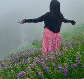 Neelakurinji blossoms again in Kerala: How to reach the spot?