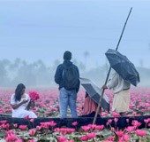 Water lily season at Kerala's Malarikkal: Here's how to reach the spot