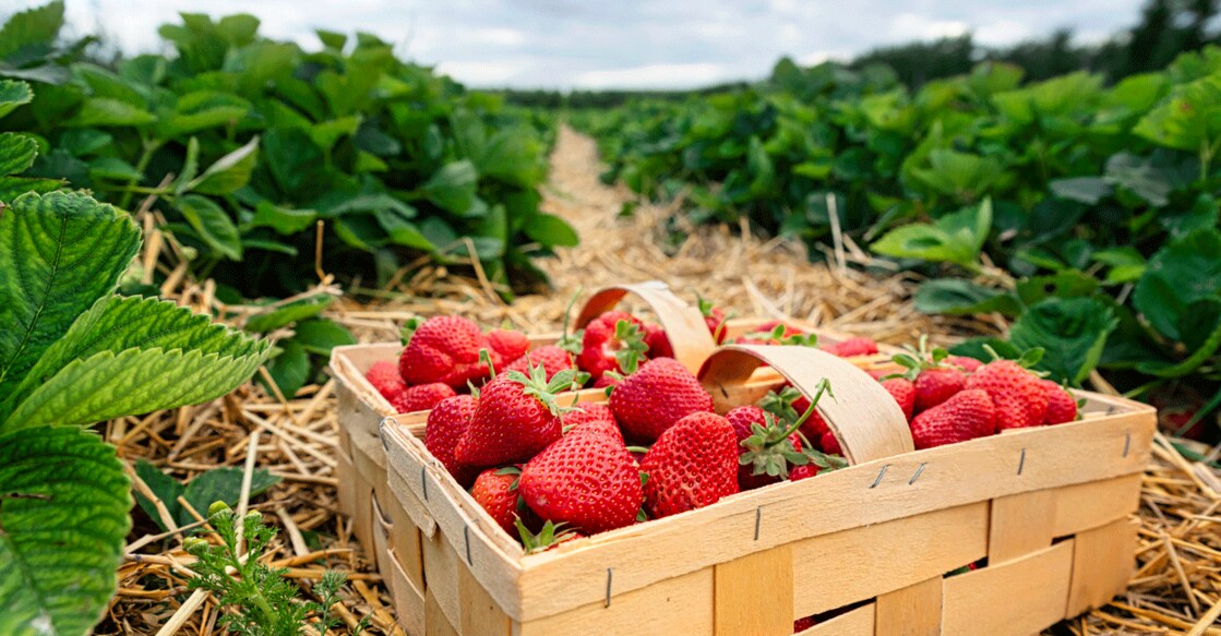 A kilogram of fresh strawberries cost up to Rs 600. Photo: IStock/Damian Lugowski