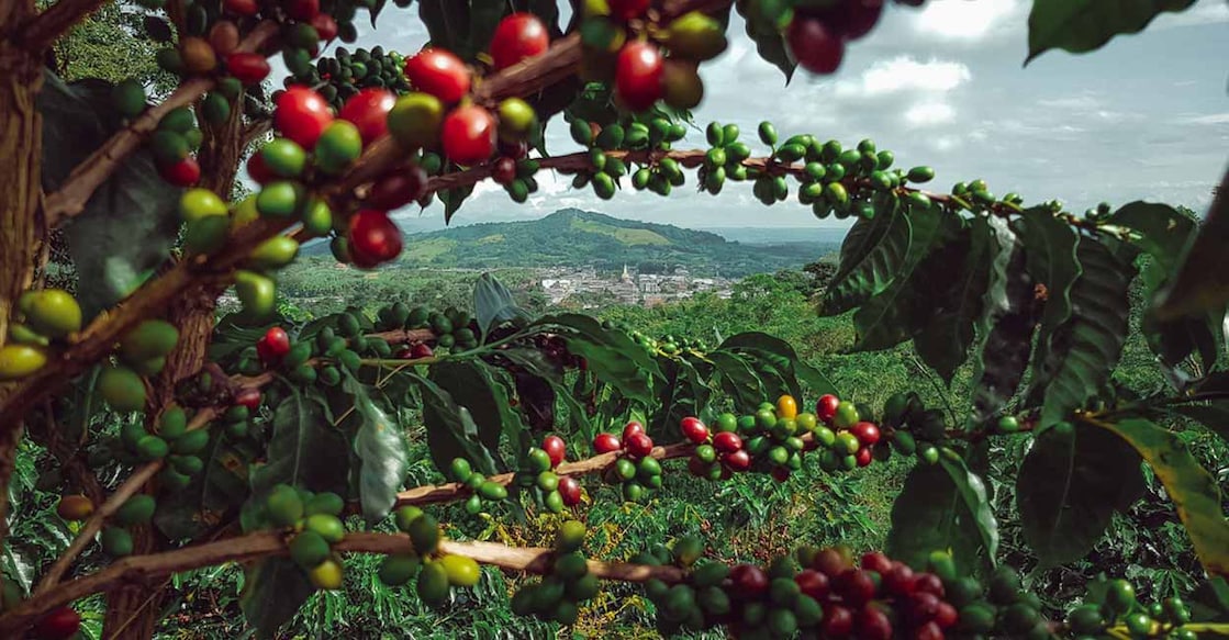 Murikkady is known best for its mountains filled with green spice plantations. Representative image/iStock