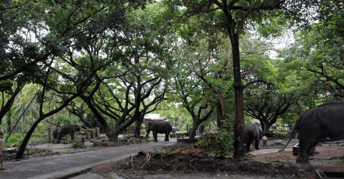 The Guruvayur Anakotta or Punnathur Kotta, which was once a local palace, is just about three kilometres from the temple. Photo: Manorama