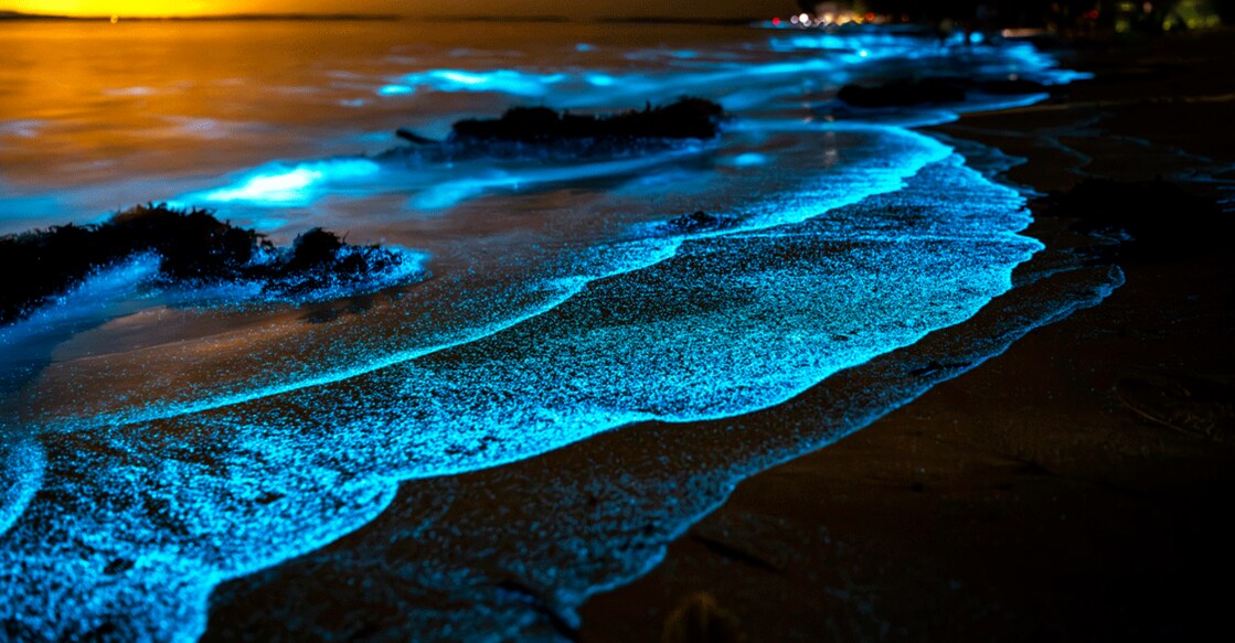 People often flock to Kumbalangi to witness the scintillating phenomenon of 'kavaru'. Photo: iStock/RugliG