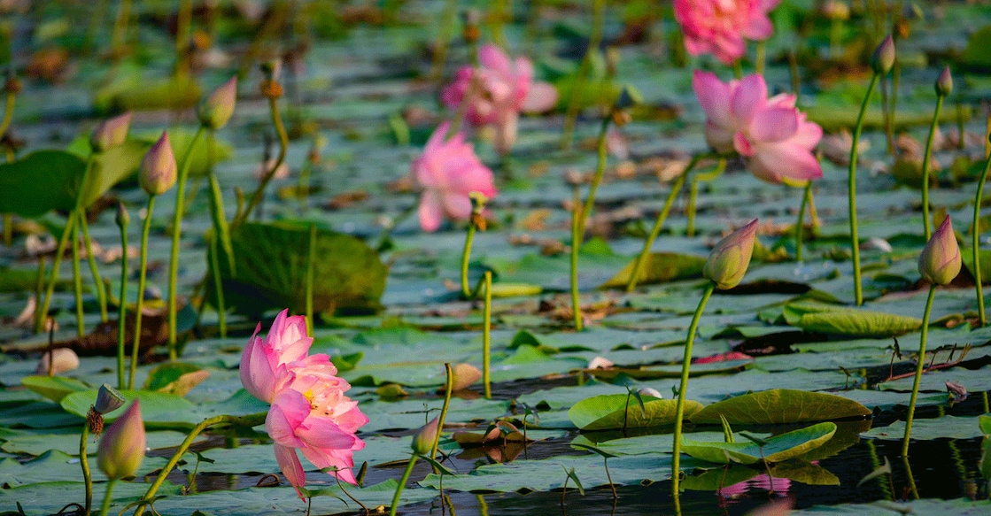 A lotus field in Pullu. Photo: Shutterstock