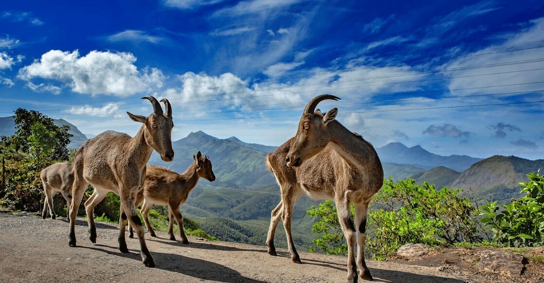 The Eravikulam National Park opens at 8 am and functions till 4 pm. Photo: iStock