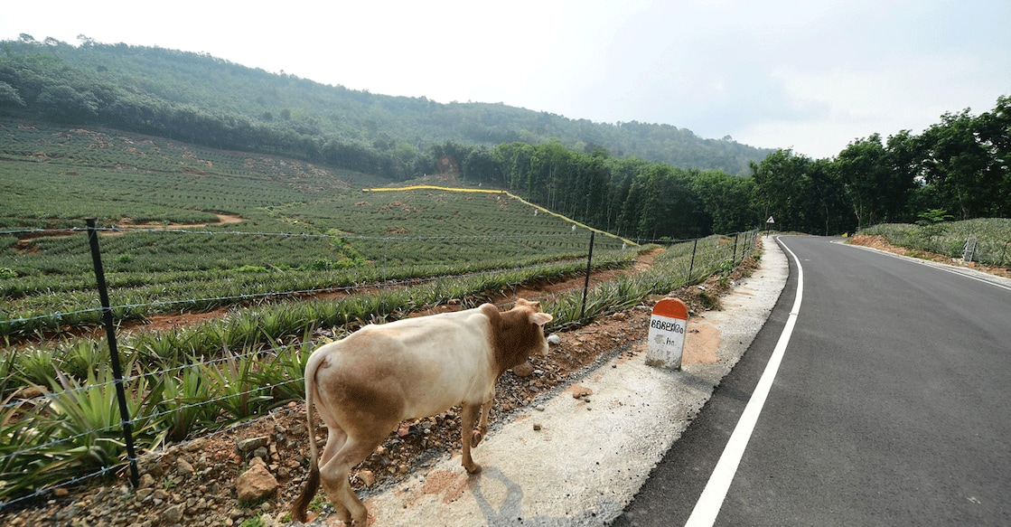 The scintillating village life at Vembly stands out for its simplicity and serene charm. Photo: Russell Shahul/Manorama