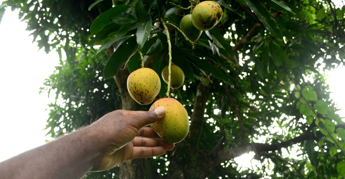 Kunhimangalam is also closer to the home of Kuttiattoor mangoes, which received a Geographical Indication (GI) tag a while ago. Representative image/iStock/jaminwell