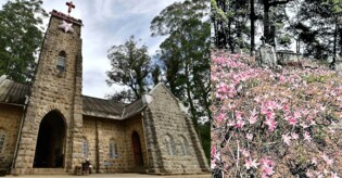 'Belladonna' Easter lily flowers take over Munnar after jacaranda season: Where to catch the bloom