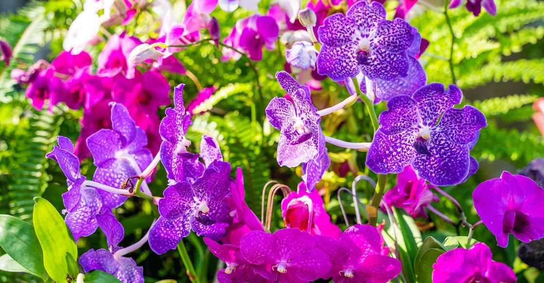 1464364579 Besides the flower species indigenous to Munnar, many special additions will be displayed this year. Representative image/iStock/pongvit