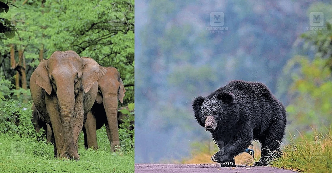 parambikkulam-sanctuary-kerala-tourism-packages Many are visiting the sanctuary this summer to see its magnificent animals. Photo: Manorama